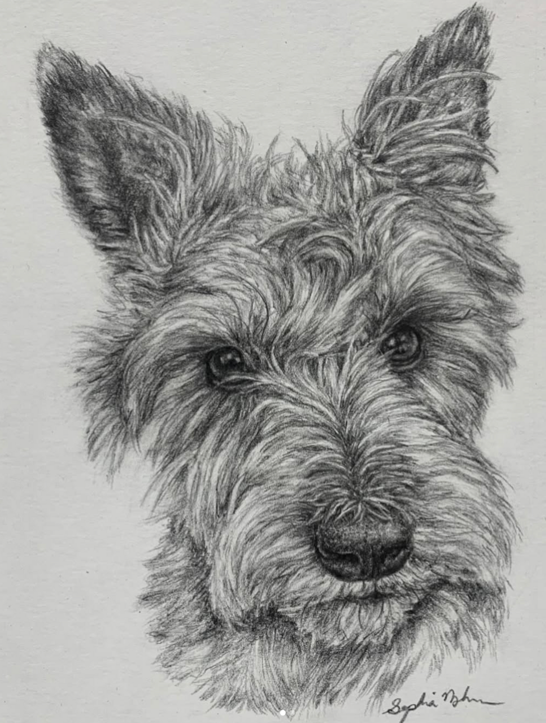 Graphite Dog Portraits