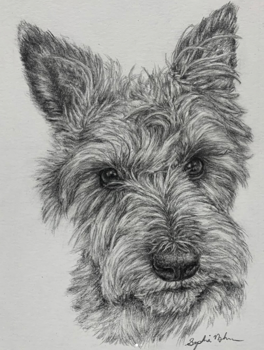 Graphite Dog Portraits