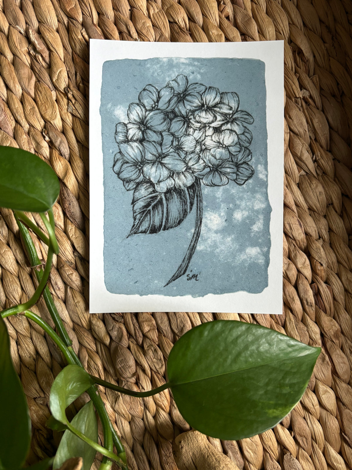 Hydrangea Print